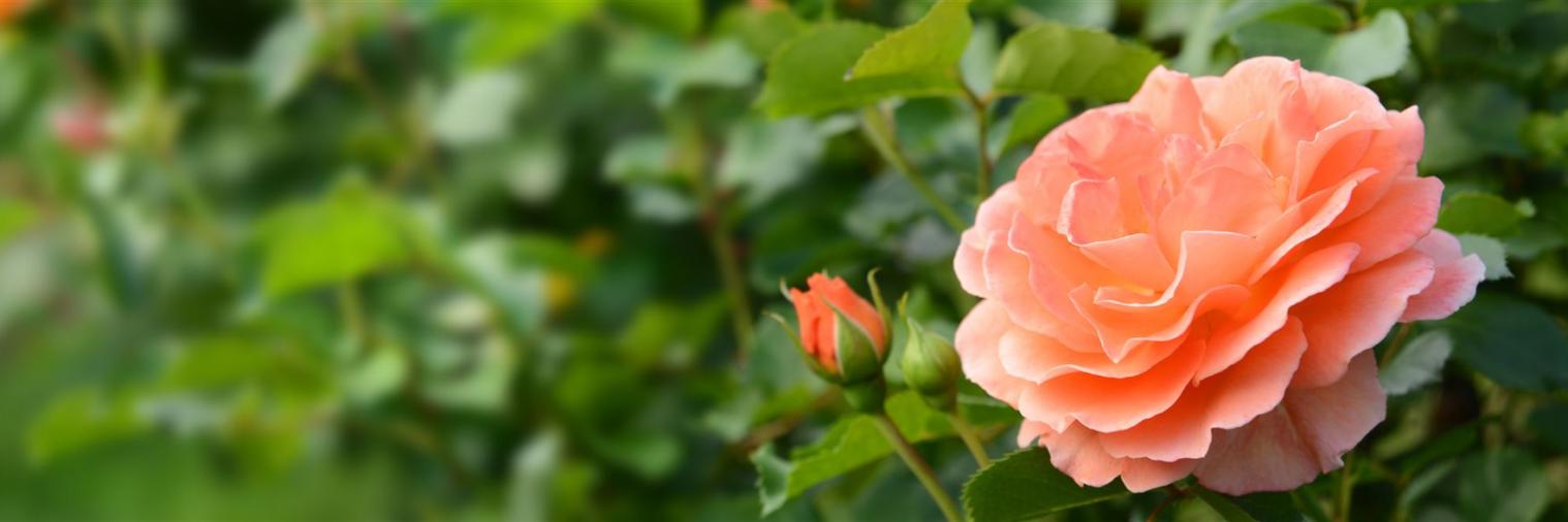 Rosen lachsfabene Rosenblüte an Rosenstrauch