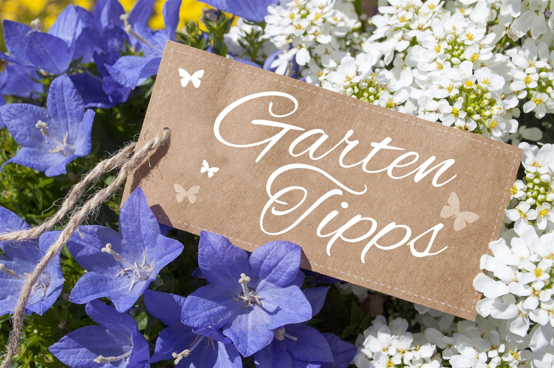 Gartentipps