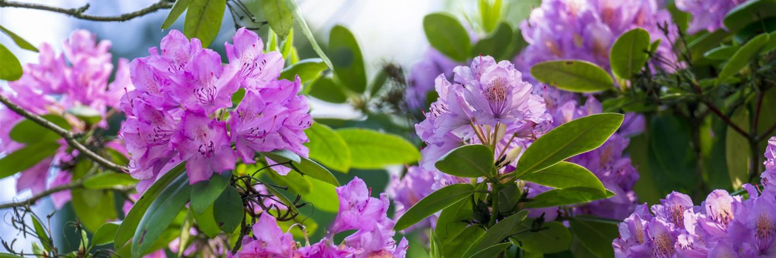 Rhododendron Rhododendron