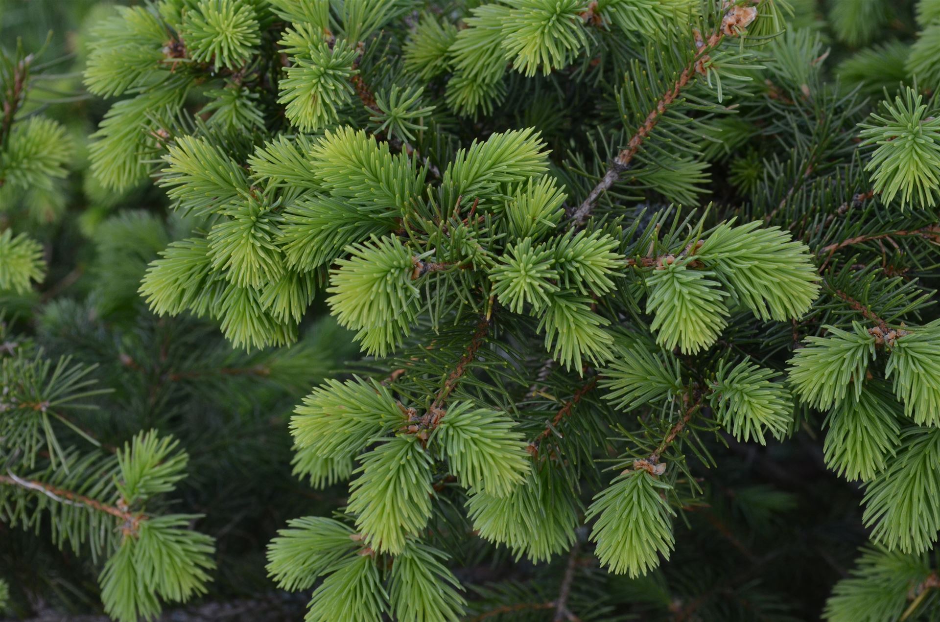 Güstrower Baumschulen