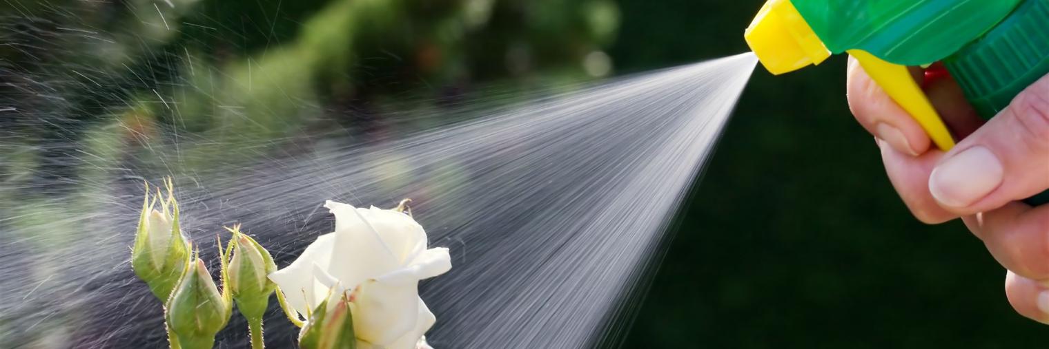 Rose wird mit Dünger besprüht