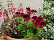 Pflanzschale mit roten Blumen