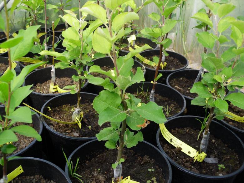 Veredelungen von Pflanzen