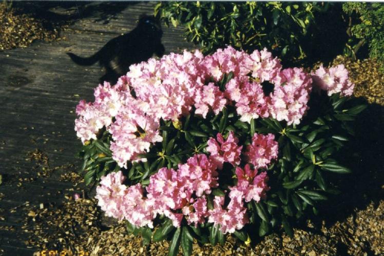 Rhododendron