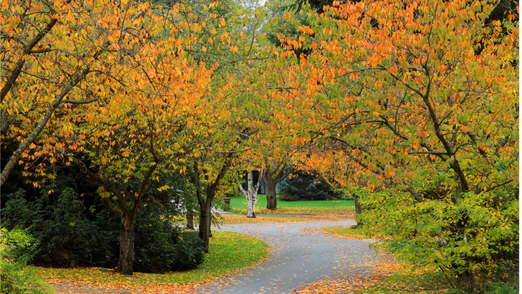 Büsche mit buntem Herbstlaub