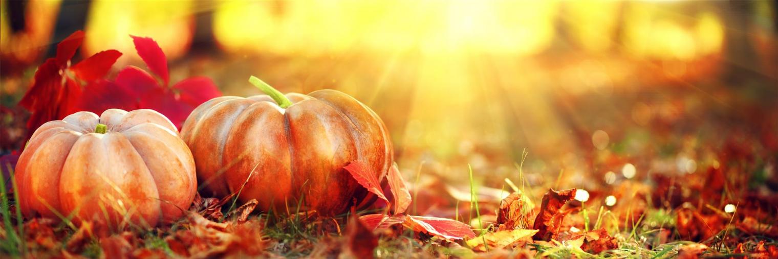 Kürbisse auf herbstlicher Wiese