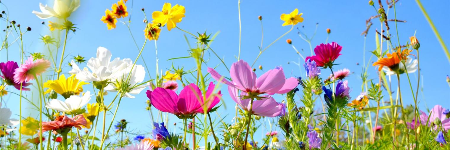 Sommerwiese mit vielen bunten Blumen