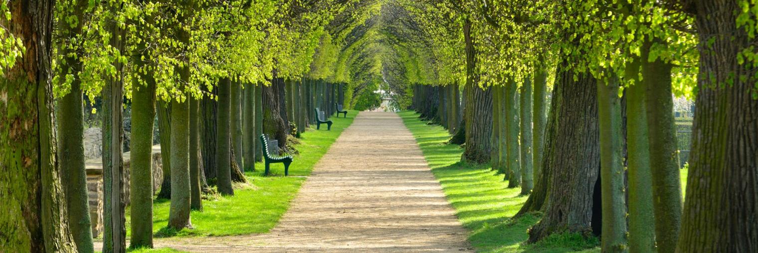 Park mit Lindenallee im Frühling