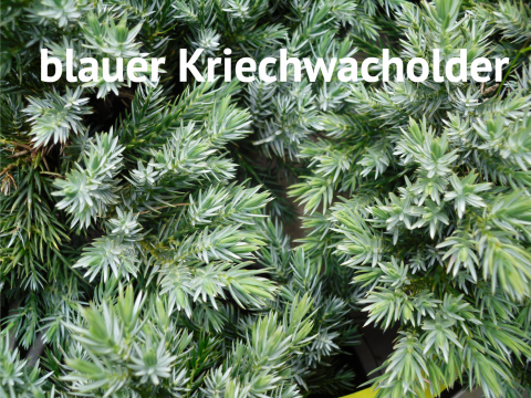 blauer Kriechwacholder