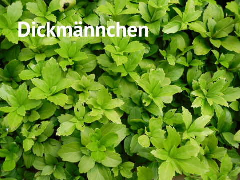 Dickmännchen