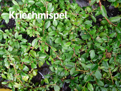 Kriechmispel