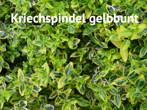 Kriechspindel gelbbunt
