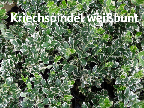 Kriechspindel weißbunt