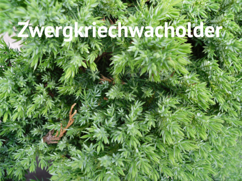 Zwergkriechwacholder