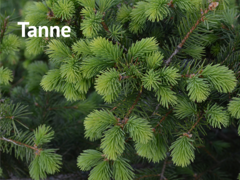Tanne