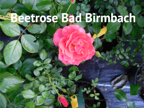 Beetrose Bad Birmbach