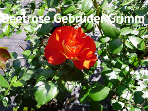 Beetrose Gebrüder Grimm