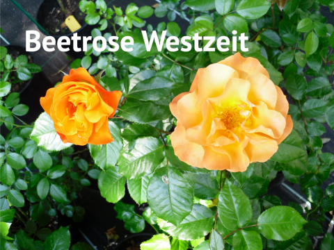 Beetrose Westzeit