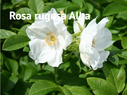 Rosa rugosa Alba