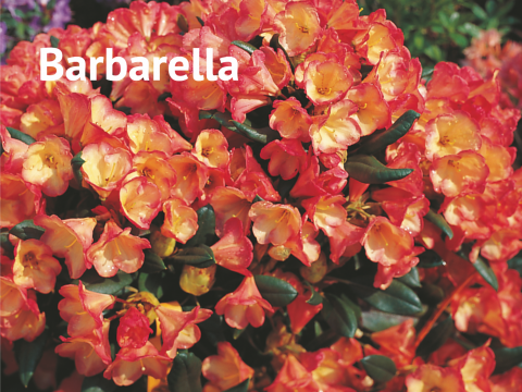 Barbarella Rhododendron
