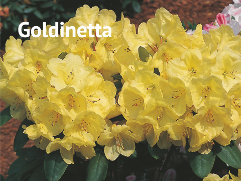 Goldinetta Rhododendron