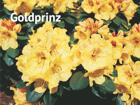 Goldprinz Rhododendron