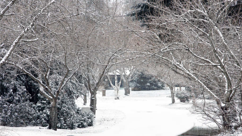 laublose Büsche im Winter